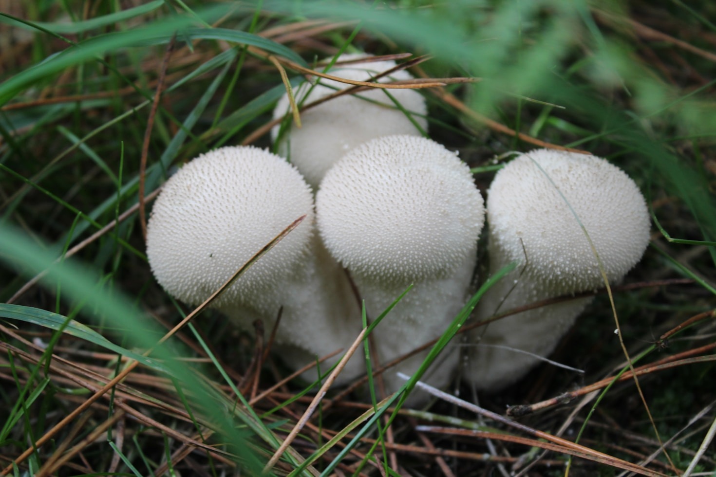 Top Medicinal Mushrooms You Should Know About