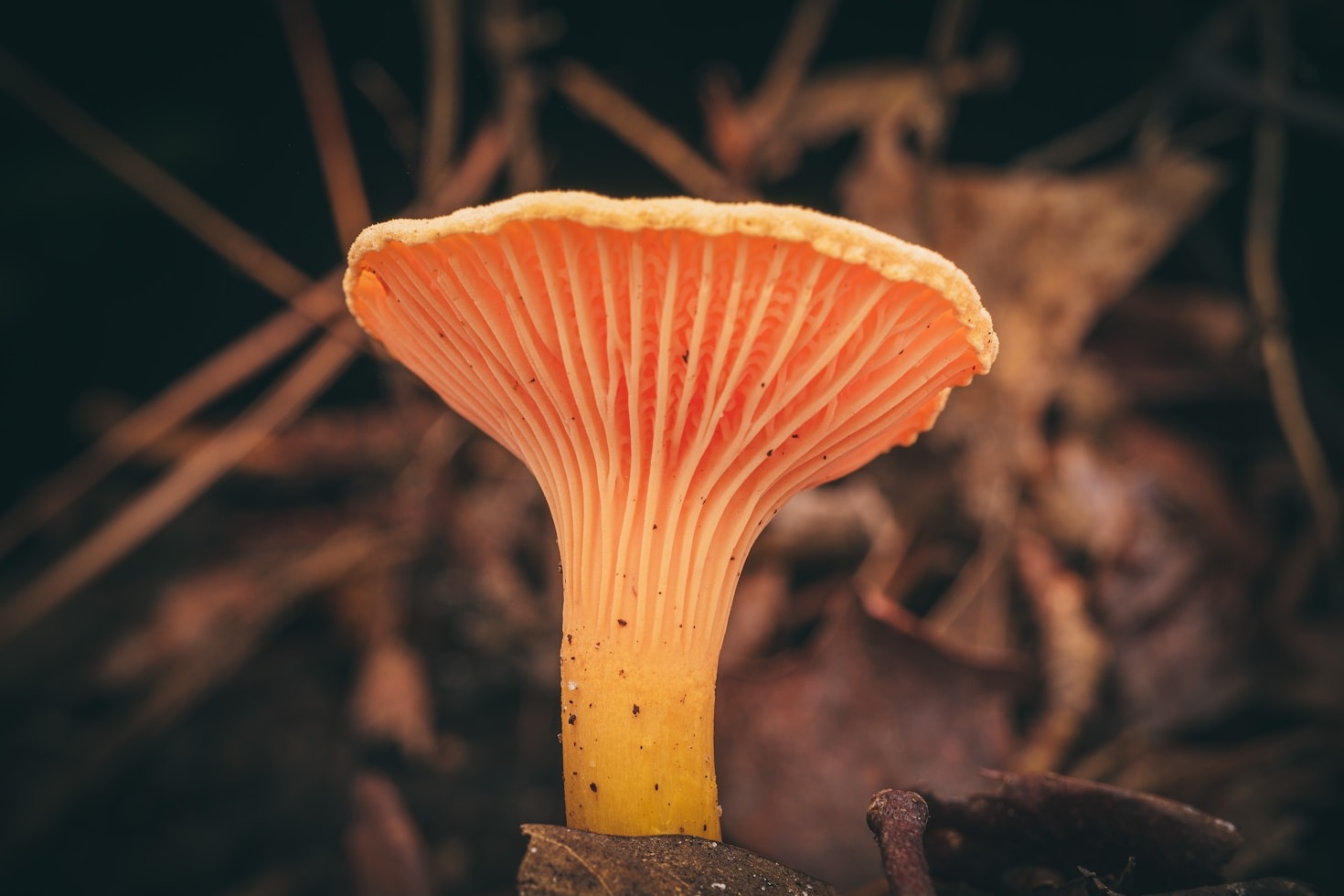 B2B Opportunities in the Mycelium Industry