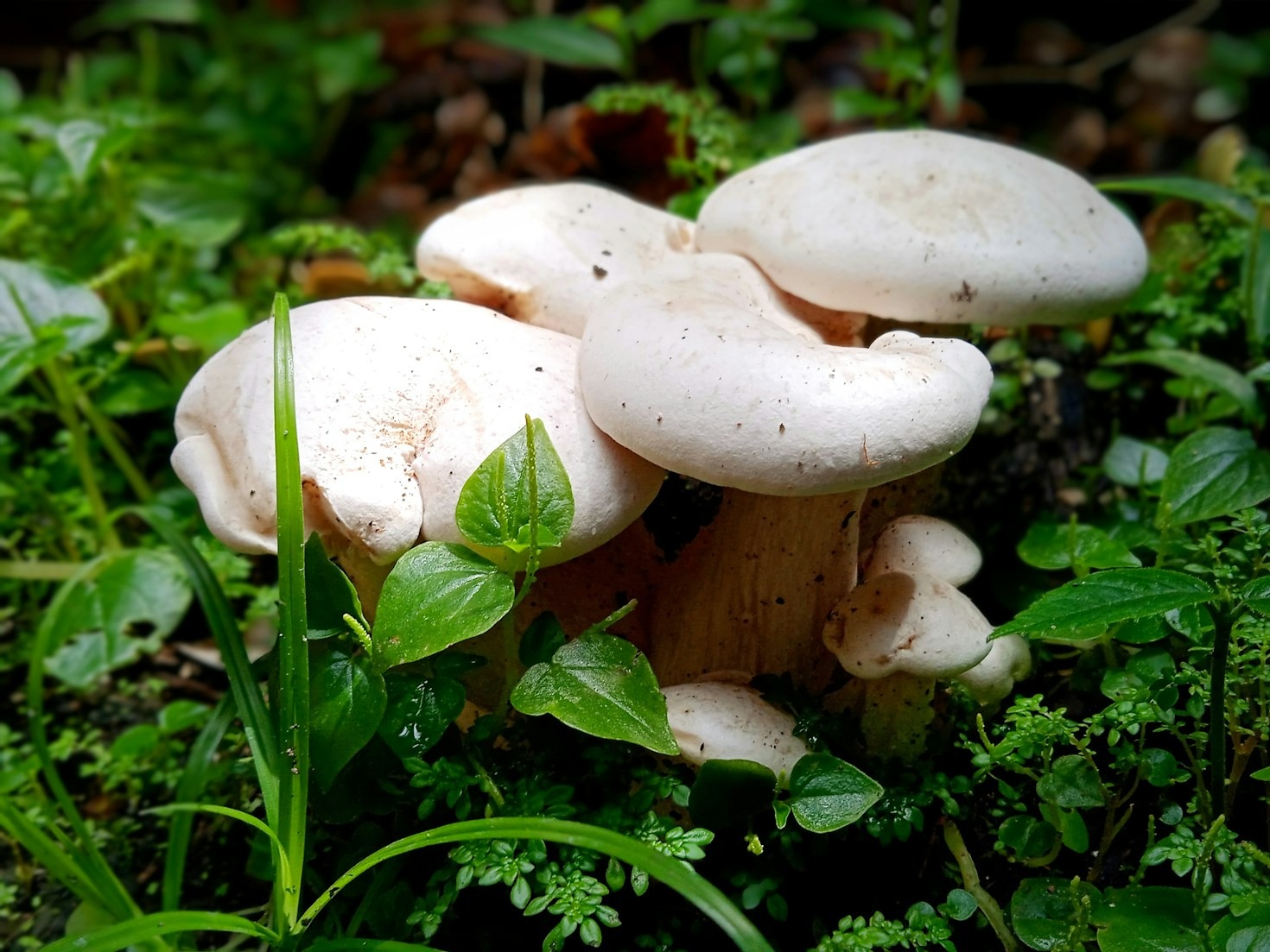 Exploring the Art and Science of Mycology